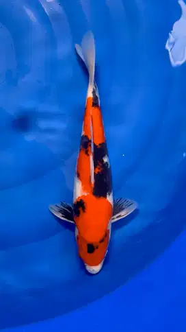 Showa Sanshoku 30cm