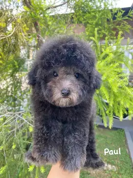 Tiny Silver Light poodle