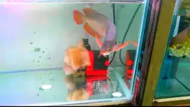 Arowana super red