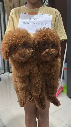 Red Poodle Jantan & Betina