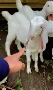 3 ekor anakan kambing etawa senduro 1 jantan 2 betina 3-4 bulan manteb