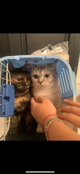 Kucing BSH Betina