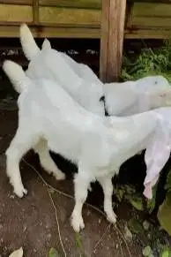 3 ekor bibit kambing etawa senduro 3-4 bln 1 jantan 2 betina unggulan