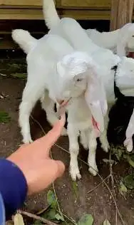 3 ekor bibit kambing etawa senduro 3-4 bln 1 jantan 2 betina unggulan