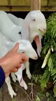 3 ekor bibit kambing etawa senduro 1 jantan 2 betina 3-4 bulanan super