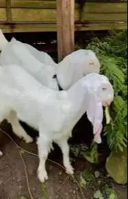 3 ekor anakan kambing etawa senduro 3-4 bln 1 jantan 2 betina unggulan