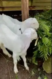 3 ekor anakan kambing etawa senduro 3-4 bln 1 jantan 2 betina unggulan