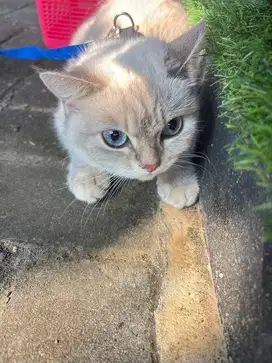 Scootish mix BSH