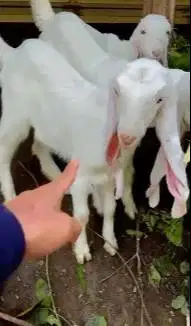 3 ekor anakan kambing etawa senduro 3-4 bln 1 jantan 2 betina unggulan
