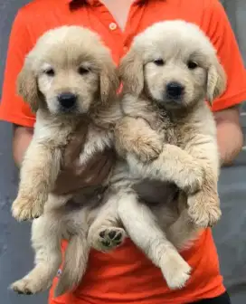 DIJUAL ANAK ANJING GOLDEN RETRIEVER
