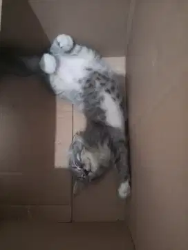 Kucing Persia kitten female