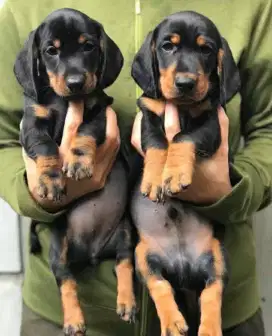 DIJUAL ANAK ANJING DACHSHUND/ TEKEL