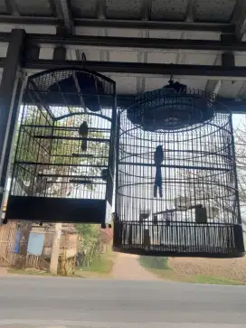 Murai batu medan ekor panjang