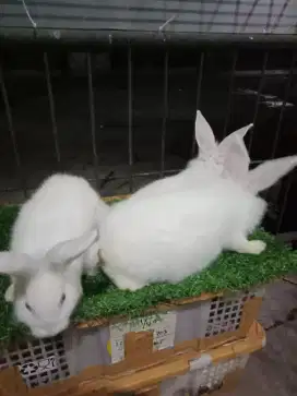 Kelinci putih Lokal