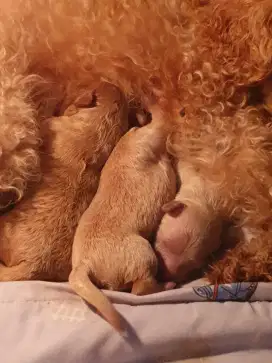 Semua 3 ekor poodle