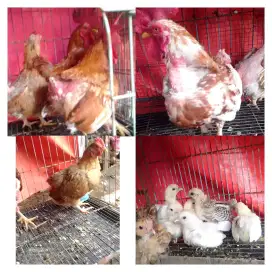 Ayam kate 14ekor