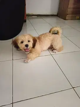 open adopt puppy shipoo