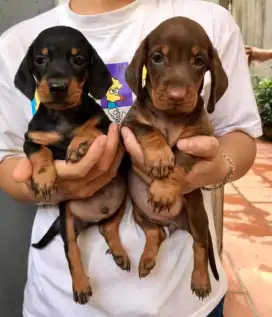DIJUAL ANAK ANJING DACHSHUND/ TEKEL
