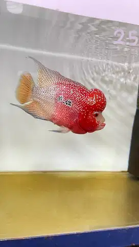 Ikan louhan cencu 16 cm.