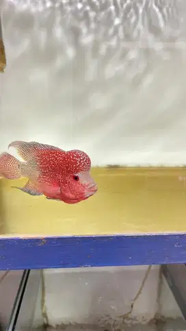 Ikan liuhan cencu FM two tone 15 cm