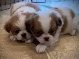 DIJUAL ANAK ANJING SHIHTZU