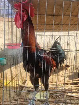 Ayam pelung jumbo,juara asli Cianjur