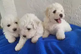 DIJUAL ANAK ANJING BICHON FRIS