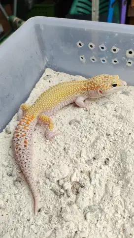 *ECLIPSE POSS SNOW WY* || Leopard Gecko