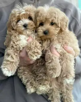 DIJUAL ANAK ANJING MALTESE MIX POODLE