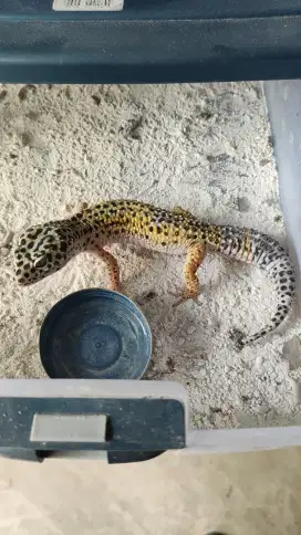 *BLACK NIGHT BLOODLINE* || Leopard Gecko