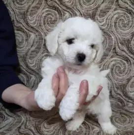 DIJUAL ANAK ANJING BICHON FRISE