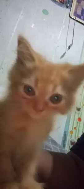 Kitten jantan Persia x BSH Scottish Fold golden. Foto induknya diakhir