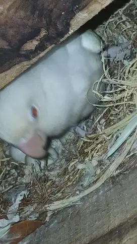 Lovberd Albino mm sepasang lagi ngerem baru netes 1