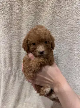 Female Toy Poodle - Murah Meriah Nego