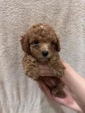 Female Toy Poodle - Murah Meriah Nego