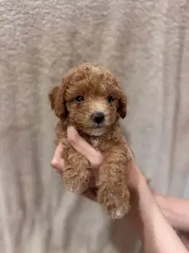 Female Toy Poodle - Murah Meriah Nego
