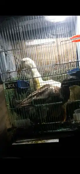 Jual bebek packing jantan dan bebek mojokerto jantan