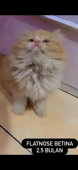 Kucing persia flatnose