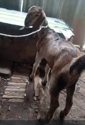 Kambing betina dara