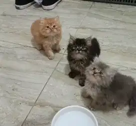 KITTEN PERSIA LONGHAIR SUPER