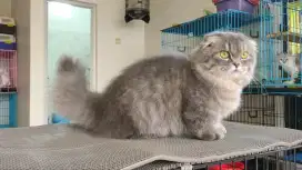Jasa pacak kucing Munchkin gaelic fold / Munchkin scottish fold