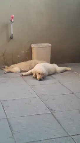 Golden Retriever Puppy Jual Anjing Golden jual anjing adopsi anjing