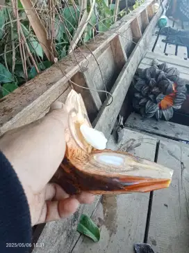 Buah Nipah segar buat cemilan