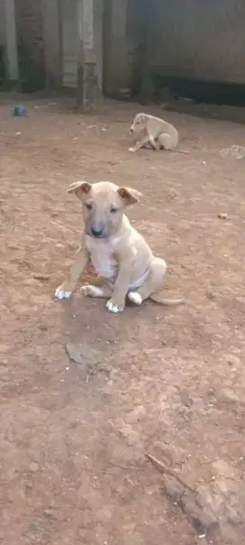 Pitbull terier murah