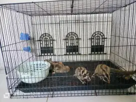 Sugar glider imoet