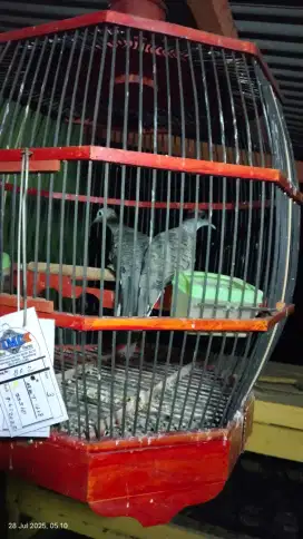 Burung perkutut bangkok sejodo