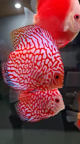 Ikan hias discus diskus red pigeon jaguar