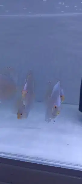 Ikan hias discus diskus blue diamond 2 inch