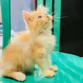 Jual Kucing Persia Kitten Jantan