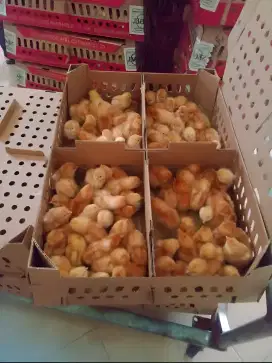 Jual DOC Anak Ayam petelur ungul  Siap Kirim BANJARAN
